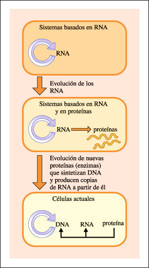 El comienzo de la vida